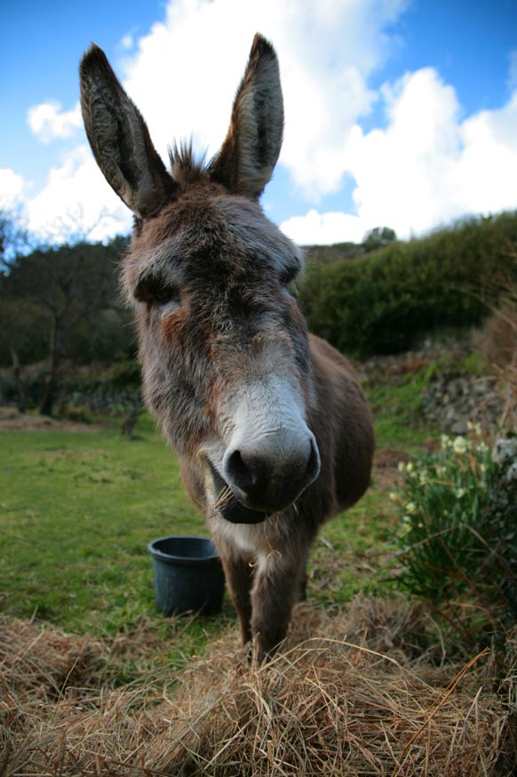 Tamar Valley Donkey Park - Saltash | Cornwall Guide