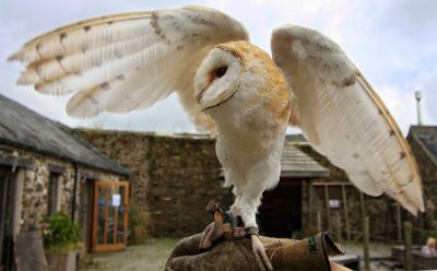 Ancient Art Falconry - Barn Owl
