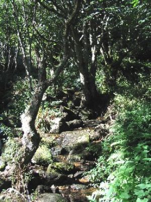 Lamorna woods and stream