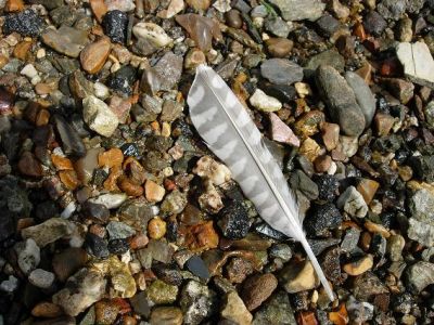 Lone Feather On Beach.