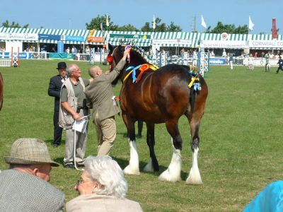 Shire Horse Best of the rest