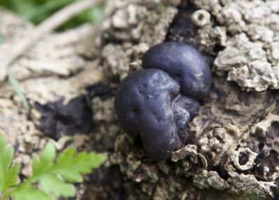 Black Fungus - King Alfred's Cake