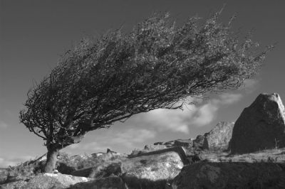 Windswept Hawthorn Tree