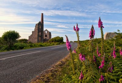 Foxgloves and engine houses
