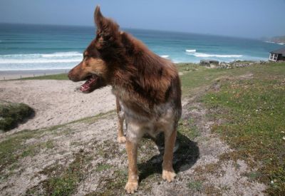 Dog friendly Cornwall