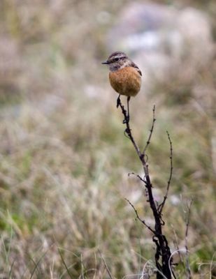 Female Stone chat on twig at gwenva