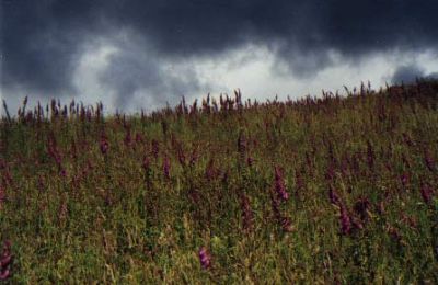 Field of foxgloves with a stormy sky