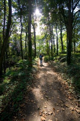 A Walk in Godolphin Woods