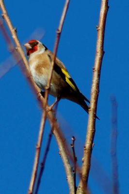 Cot Valley Gold finch