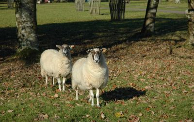 Lanhydrock Sheep