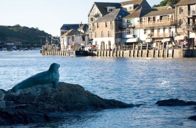 Nelson the Seal - Looe Harbour