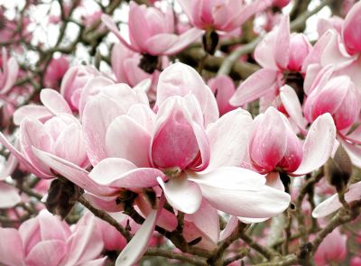 Magnolias - Trengwainton Gardens