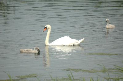 Swan and cygnets - Marazion marshes