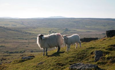 Bodmin Moor Sheep