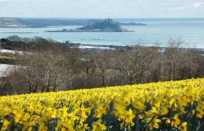 Daffodils and St Michael's Mount