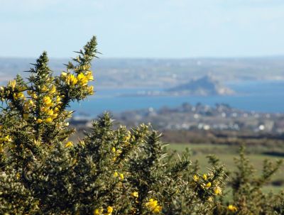 Gorse with Mount's Bay in the Background