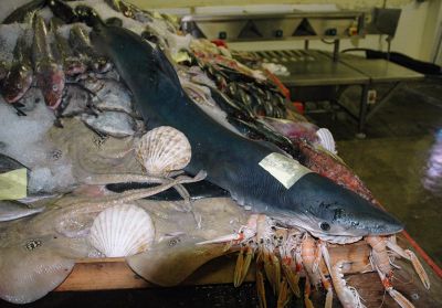 Blue Shark and Friends on display in the Fish Market