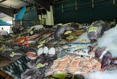 Catch on display at Newlyn Fish Market