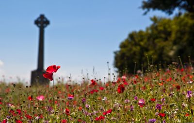 Padstow Poppies - War Memorial
