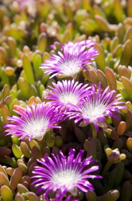 Pink Hottentot Figs