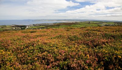 Moorland flowers above St Ives