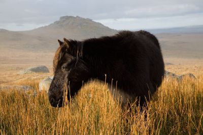 Roughtor Pony - Bodmin Moor