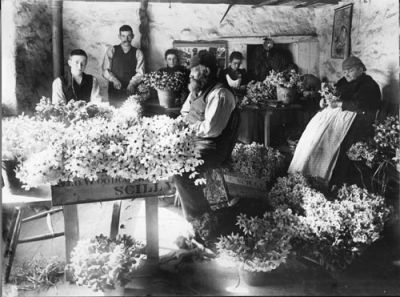 Packing Flowers in the Scillies - 19th Century