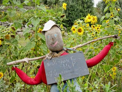 Scilly scarecrow