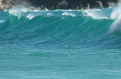 Seal and Wave at Porthcurno