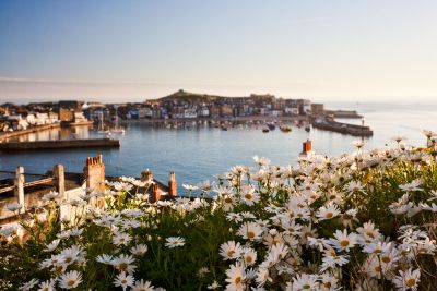 St Ives Daisies