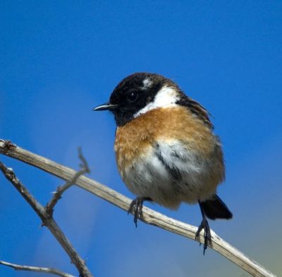 male stonechat at gwenva