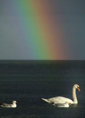 Swan and Rainbow