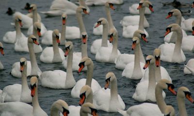 Swan swarm