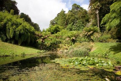 Trebah Gardens - Lilly Pond