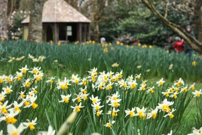Trengwainton daffodils