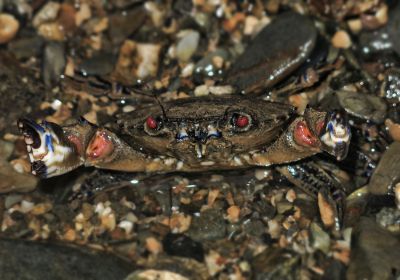 Red-eyed crab