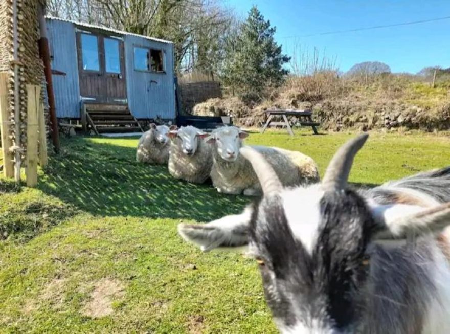 Laid Back Living in the Shepherds Hut-unique experience